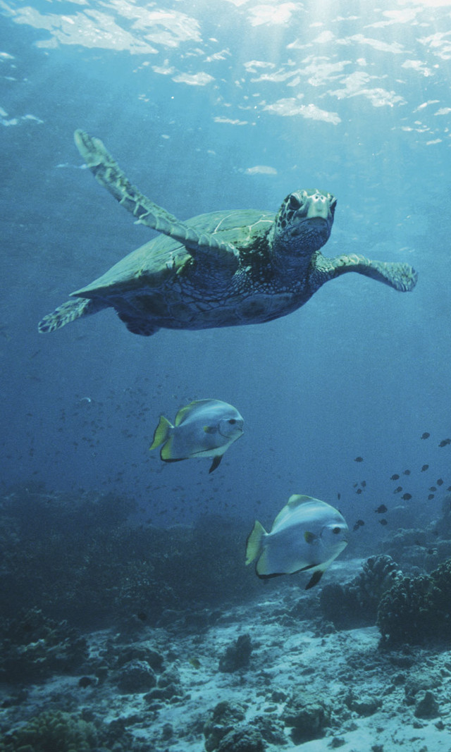 Turtle swimming ocean fish man free wallpaper for mobile - medium preview image