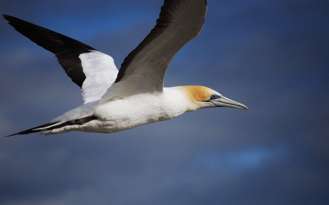 Bird long beak flying wings free wallpaper for desktop - medium preview image