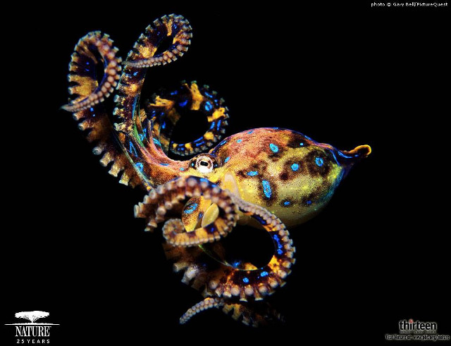 Colorful octopus blue yellow markings free wallpaper for desktop - medium preview image