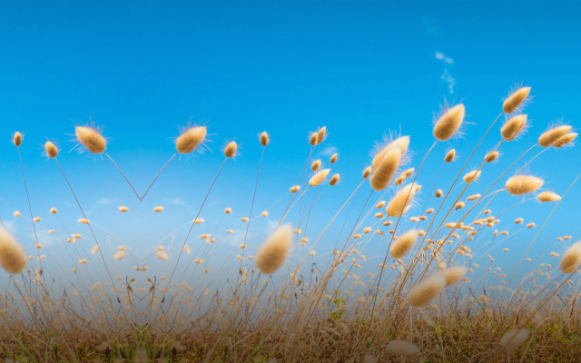 Tall grass blue sky clouds #13 free wallpaper for desktop - medium preview image