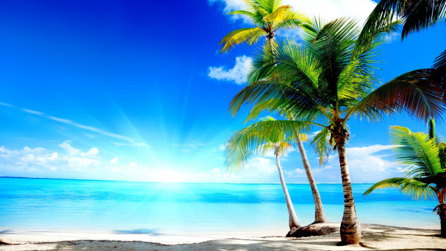 Beach palm trees sun clouds free wallpaper for desktop - medium preview image