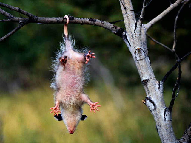 Small animal hanging tree open free wallpaper for desktop - medium preview image