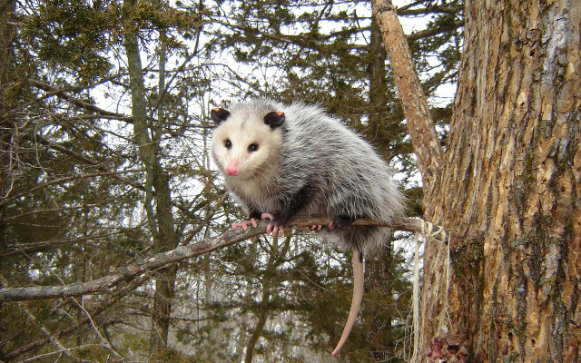 Opossum tree branch forest snow free wallpaper for desktop - medium preview image