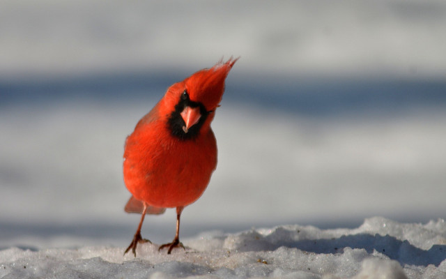 Red bird black beak snow free wallpaper for desktop - medium preview image