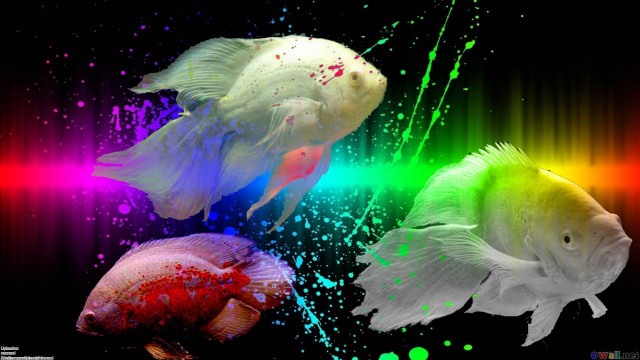 Colorful fish paint black background free wallpaper for desktop - medium preview image