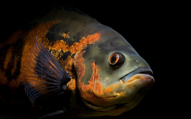 Fish yellow stripe black background free wallpaper for desktop - medium preview image