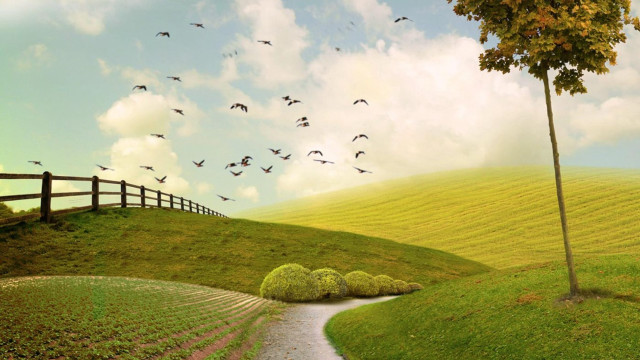 Field tree path fence birds free wallpaper for desktop - medium preview image