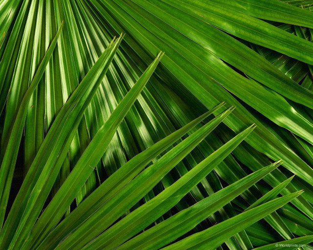 Green palm leaf closeup photorealism free wallpaper for desktop - medium preview image