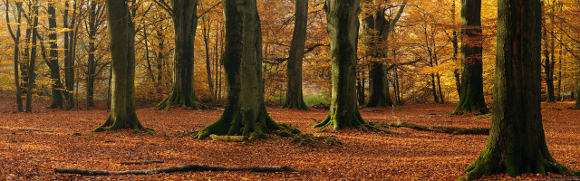 Forest trees leaves ground fallen free wallpaper for desktop - medium preview image
