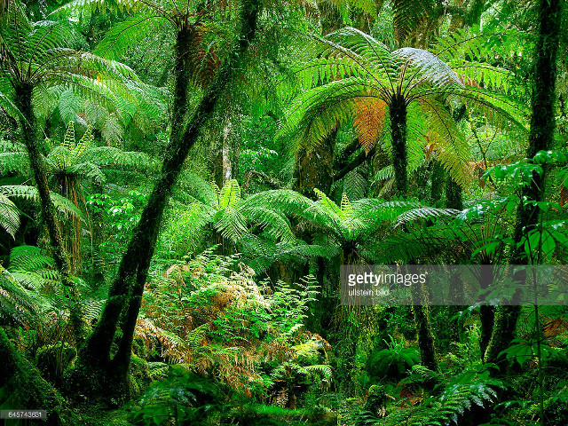 Lush green forest trees plants #3 free wallpaper for desktop - medium preview image