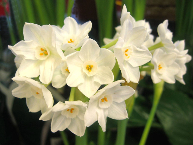 White flowers vase tabletop green free wallpaper for desktop - medium preview image