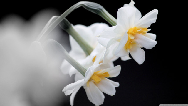 Flower closeup black background white free wallpaper for desktop - medium preview image