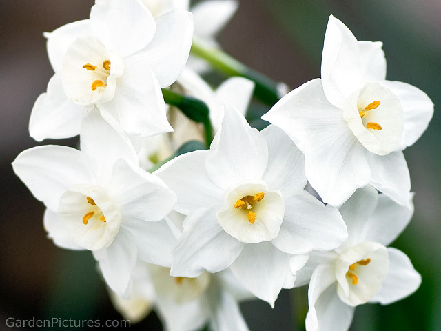 White daisy lily lotus garden free wallpaper for desktop - medium preview image