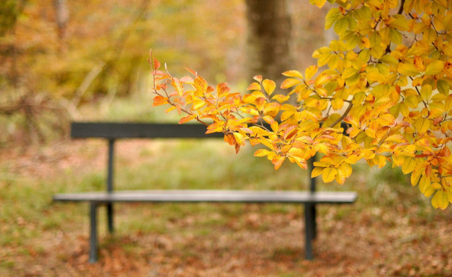 Bench park tree background leaves free wallpaper for desktop - medium preview image