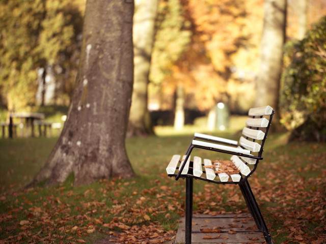 Park bench leaves trees background free wallpaper for desktop - medium preview image