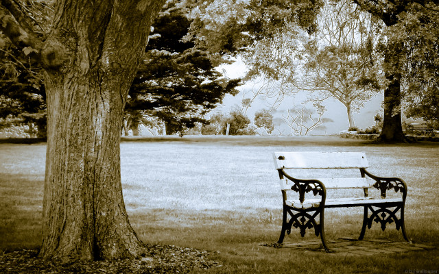 Bench tree park grass field free wallpaper for desktop - medium preview image