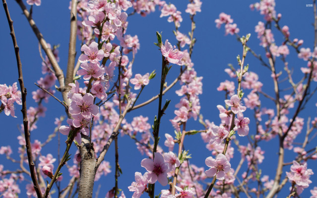 Pink flowers blooming tree sakura free wallpaper for desktop - medium preview image