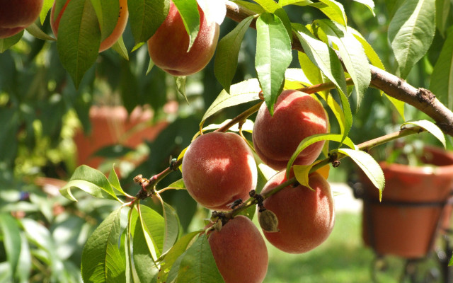 Ripe fruit tree green field free wallpaper for desktop - medium preview image