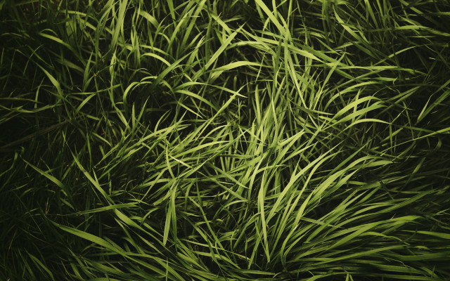 Grass black background white clock free wallpaper for desktop - medium preview image