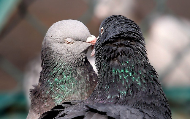 Two birds kissing caged area free wallpaper for desktop - medium preview image