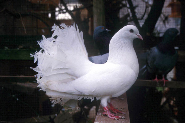 White bird feathers ledge caged free wallpaper for desktop - medium preview image