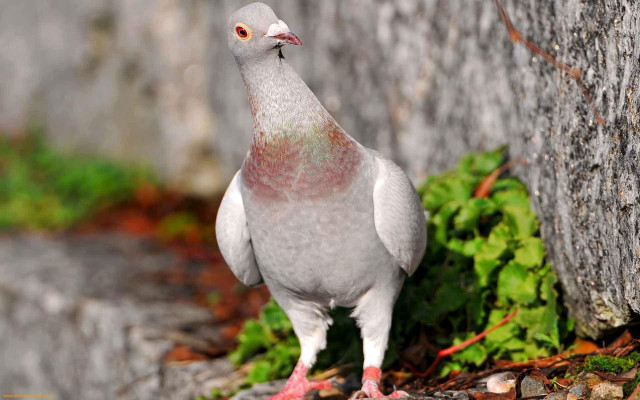 Pigeon tree trunk wall grass free wallpaper for desktop - medium preview image