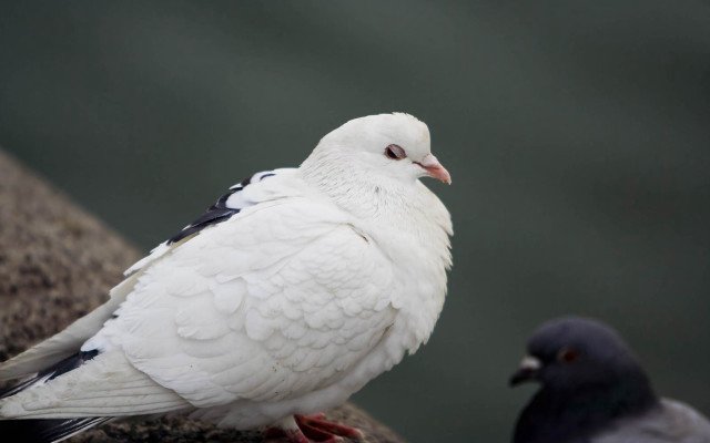 White bird gray bird black free wallpaper for desktop - medium preview image