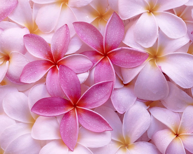 Pink white flowers water droplets free wallpaper for desktop - medium preview image