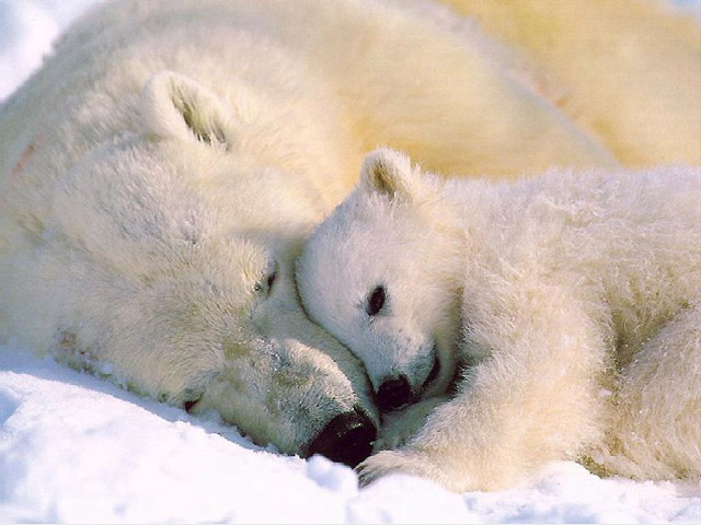 Polar bear cub cuddle snow free wallpaper for desktop - medium preview image