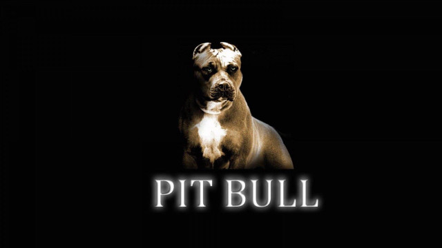 Dog dark pit bull background free wallpaper for desktop - medium preview image
