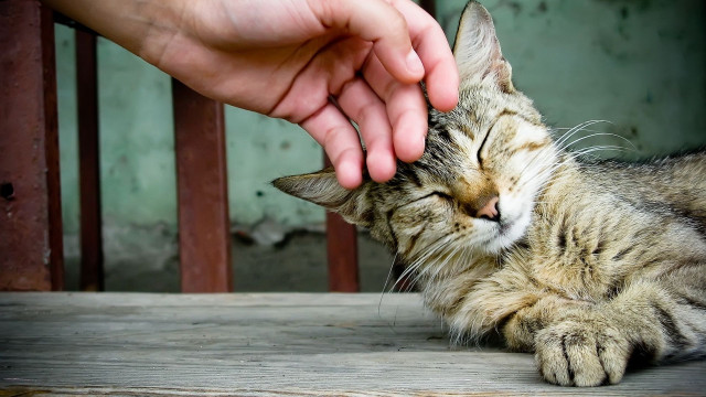 Person petting cat nose hand free wallpaper for desktop - medium preview image