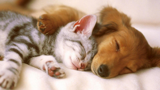 Dog cat sleeping together on free wallpaper for desktop - medium preview image