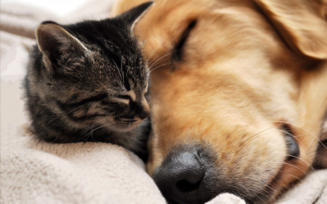 Cat dog sleeping together blanket #2 free wallpaper for desktop - medium preview image