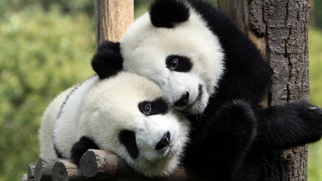 Two panda bears sitting tree free wallpaper for desktop - medium preview image