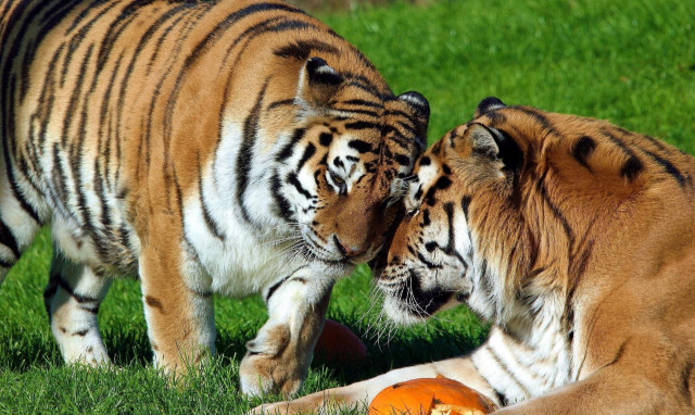 Tigers playing grass sunny day free wallpaper for desktop - medium preview image
