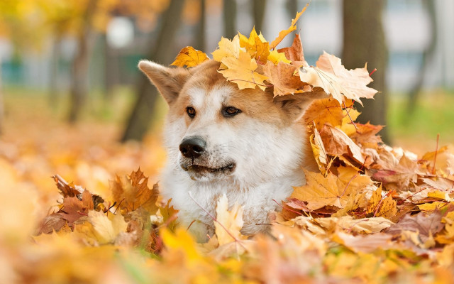 Dog leaf crown autumn field free wallpaper for desktop - medium preview image