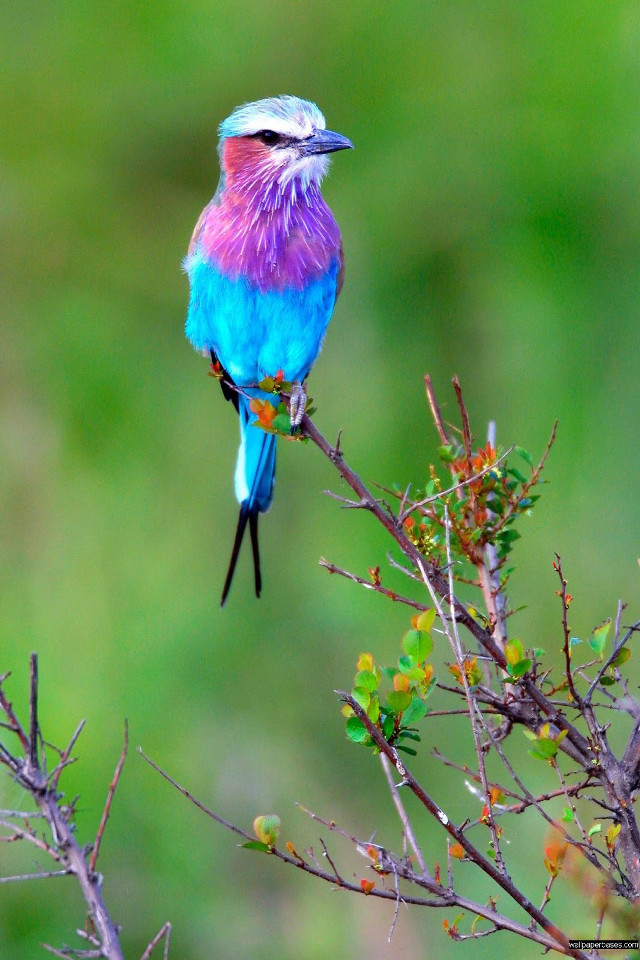 Colorful bird perched branch tree #2 free wallpaper for mobile - medium preview image