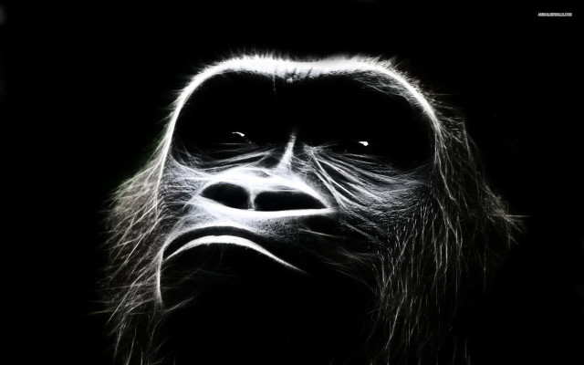 Gorilla face black background white free wallpaper for desktop - medium preview image