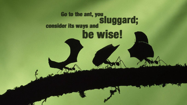 Birds tree branch quote sitting free wallpaper for desktop - medium preview image