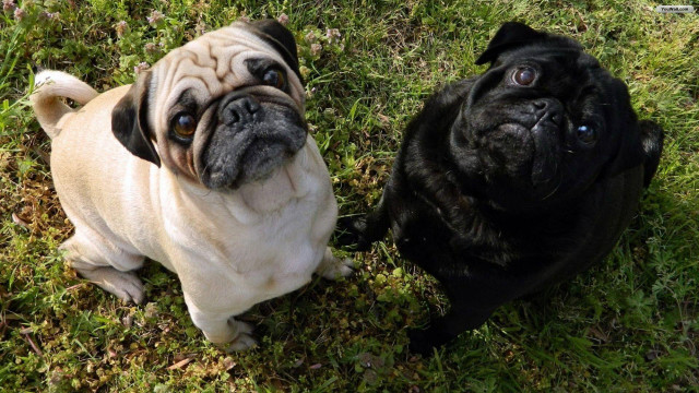 Two pugs grass looking up free wallpaper for desktop - medium preview image