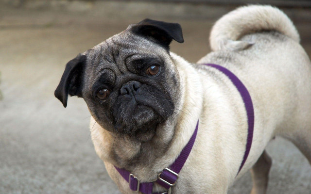 Pug purple collar sad face free wallpaper for desktop - medium preview image