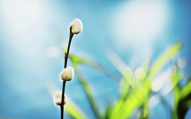 Plant white flowers blue sky free wallpaper for desktop - medium preview image