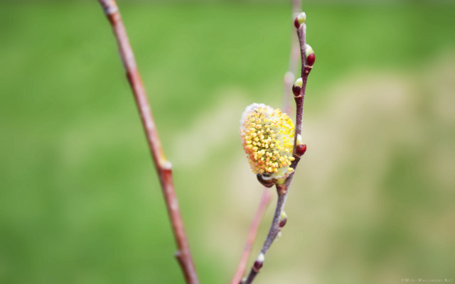 Yellow flower tree branch sun free wallpaper for desktop - medium preview image