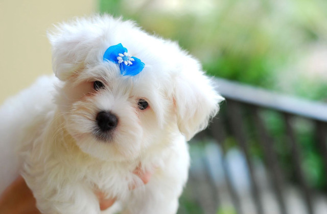 Small white dog blue bow free wallpaper for desktop - medium preview image