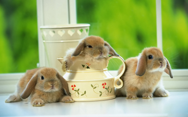 Rabbits teapot window flowers cup free wallpaper for desktop - medium preview image