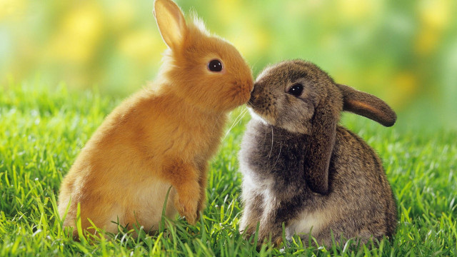 Rabbit kissing noses grass image #3 free wallpaper for desktop - medium preview image