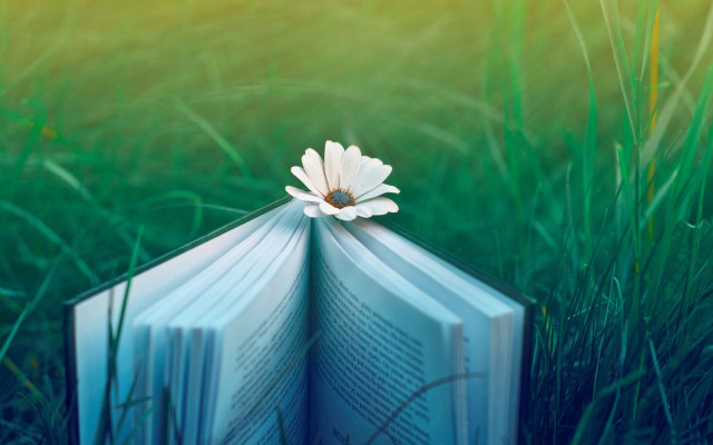 Book flower grass magical realism free wallpaper for desktop - medium preview image