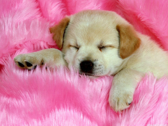 Puppy sleeping pink blanket furry #2 free wallpaper for desktop - medium preview image