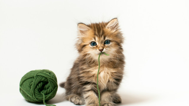Kitten yarn floor green ball free wallpaper for desktop - medium preview image