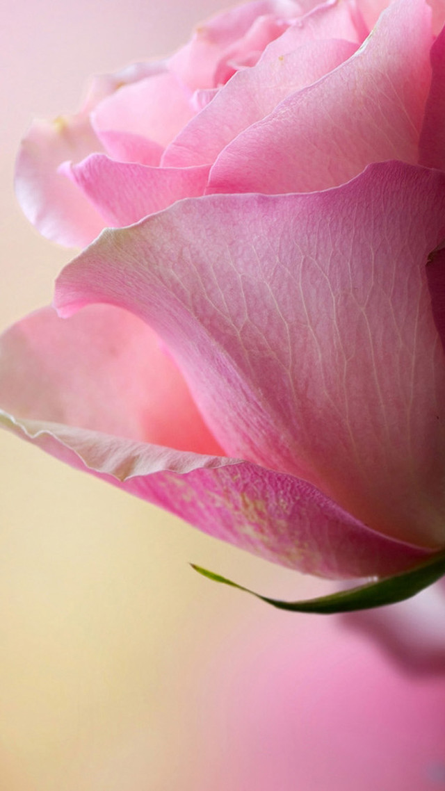 Pink rose vase water yellow free wallpaper for mobile - medium preview image